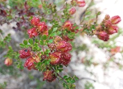Dodonaea humilis