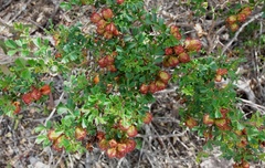 Dodonaea humilis