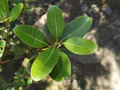 Sideroxylon borbonicum