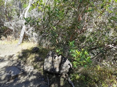 Sideroxylon borbonicum