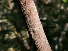 Sideroxylon borbonicum