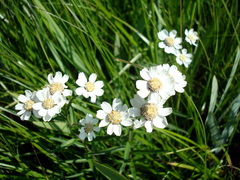 Achillea ptarmica macrocephala