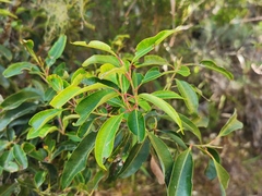 Agarista salicifolia