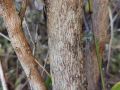 Agarista salicifolia