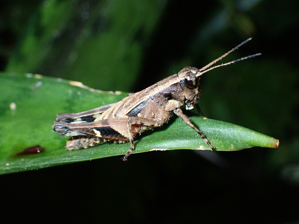 Mesambria indica