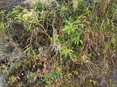 Agarista salicifolia