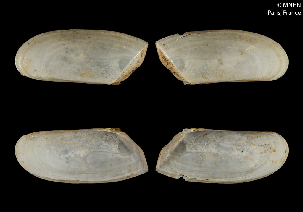 Donax phariformis
