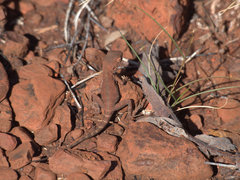 Ctenophorus caudicinctus