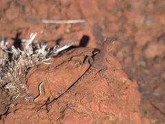 Ctenophorus caudicinctus