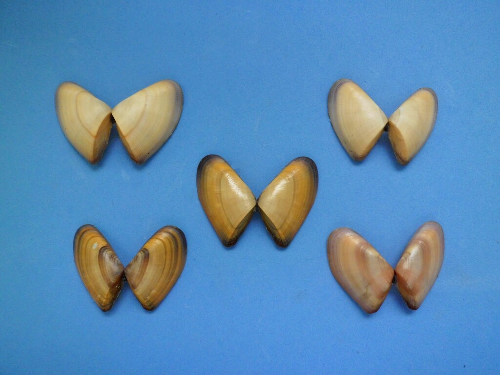 Donax striatus