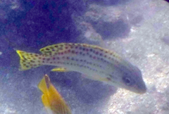 Plectorhinchus gaterinus