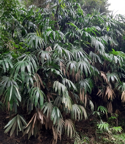 Rhapis micrantha