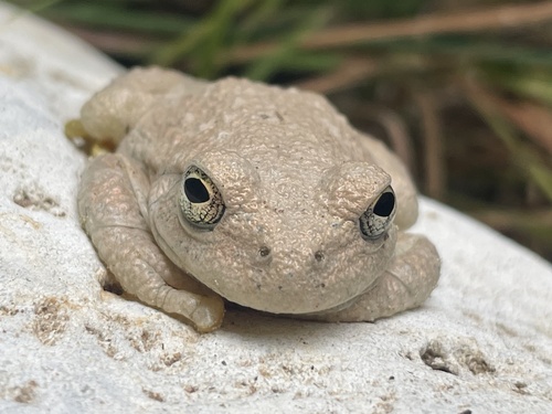 Canyon Tree Frog photographed in Utah