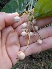 Zac Peterson, CC BY, iNaturalist via GBIF Marantochloa leucantha, photograph Zac Peterson, CC BY, iNaturalist via GBIF