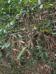 Zac Peterson, CC BY, iNaturalist via GBIF Marantochloa leucantha, photograph Zac Peterson, CC BY, iNaturalist via GBIF