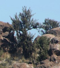 Polylepis tomentella