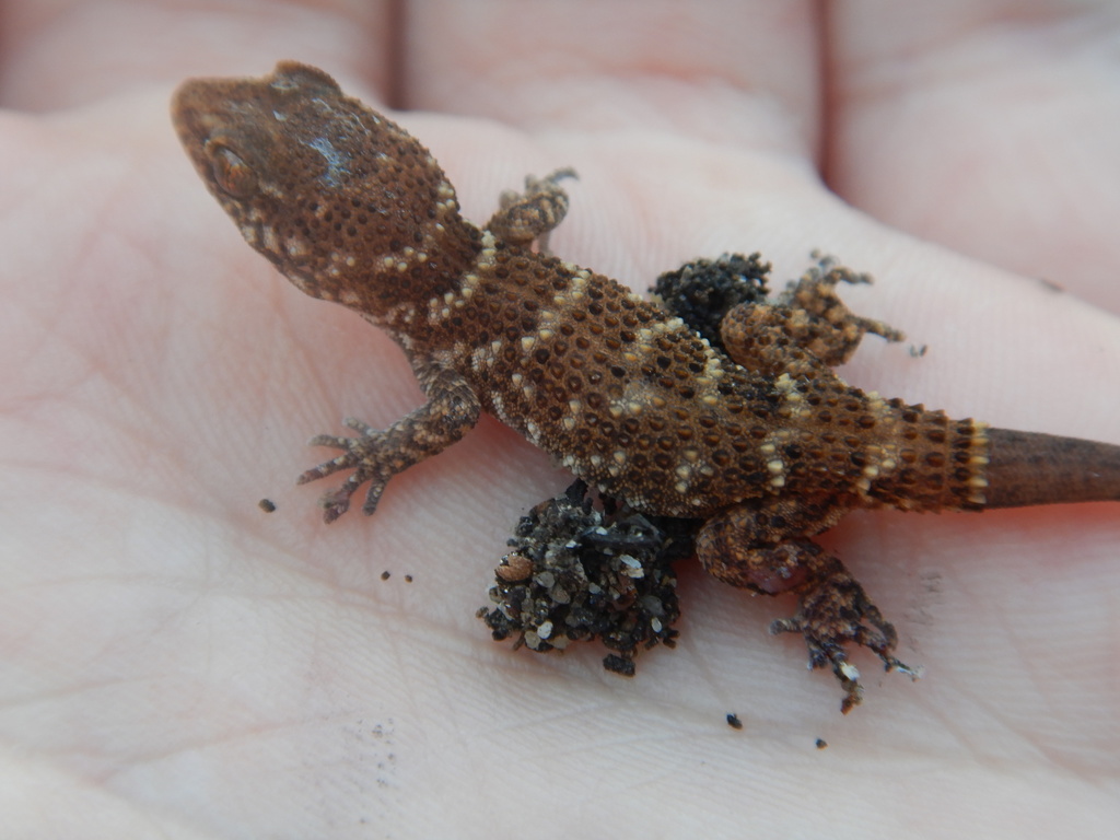 Prickly Gecko