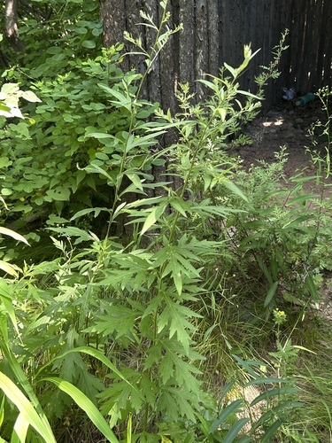 Artemisia igniaria iNat (2)