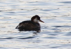 Rollandia microptera