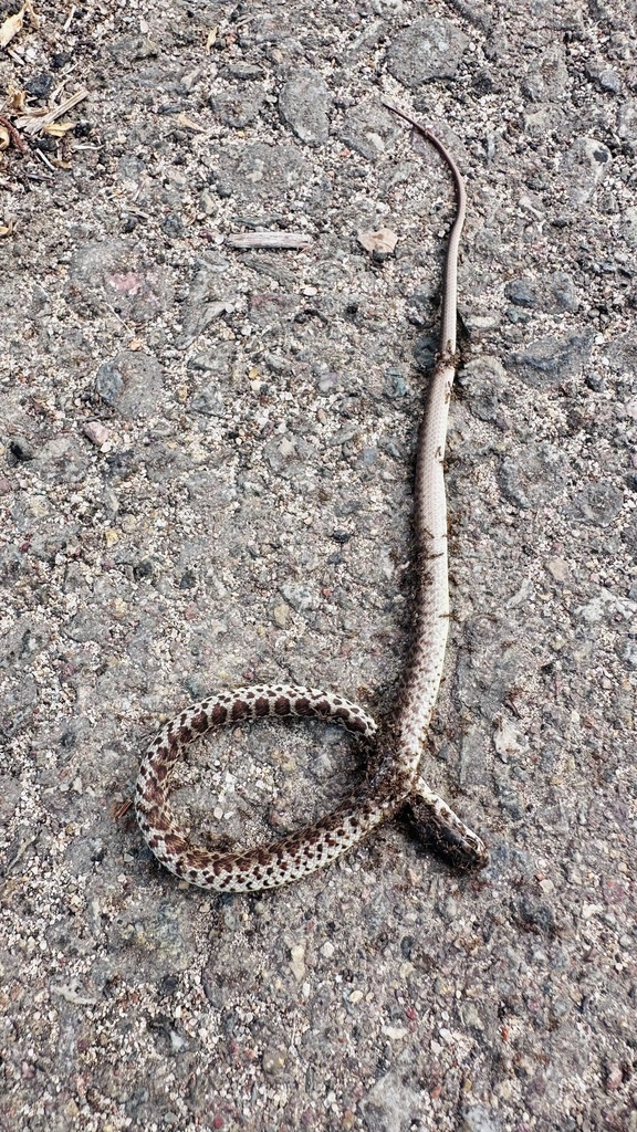 Western Yellow-bellied Racer from Sr 56 Bike Path, 圣地亚哥, CA, US on ...