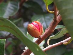 Myristica globosa