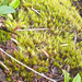 Leucoloma sprengelianum - Photo 由 Chris Vynbos 所上傳的 (c) Chris Vynbos，保留部份權利CC BY-SA