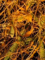 Cuscuta exaltata
