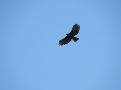 Spizaetus tyrannus