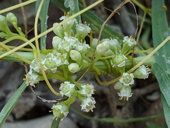 Cuscuta exaltata