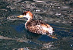 Rollandia microptera