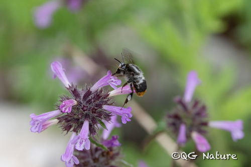 Bombus funerarius