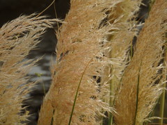 Cortaderia selloana