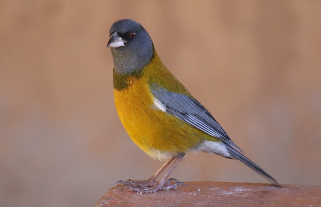 Peruvian Sierra Finch photo