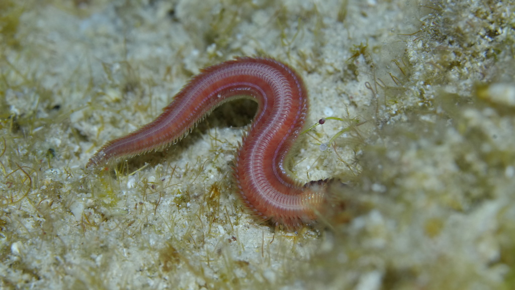Freshwater Ragworm Ragworms and Allies from Cozumel, MX-QR, MX on September 6, 2025 at 09: ...