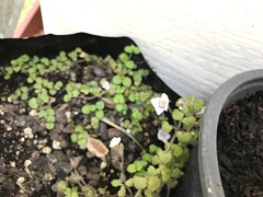 Veronica jovellanoides