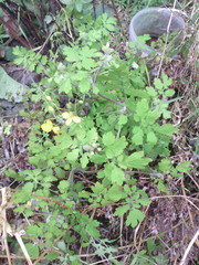 Chelidonium asiaticum