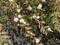 Spiraea × vanhouttei