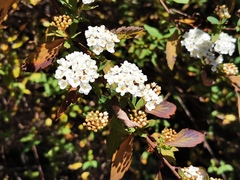 Spiraea × vanhouttei