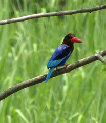 Halcyon cyanoventris