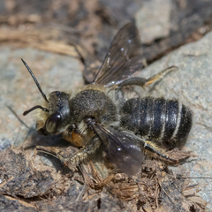 Megachile frigida