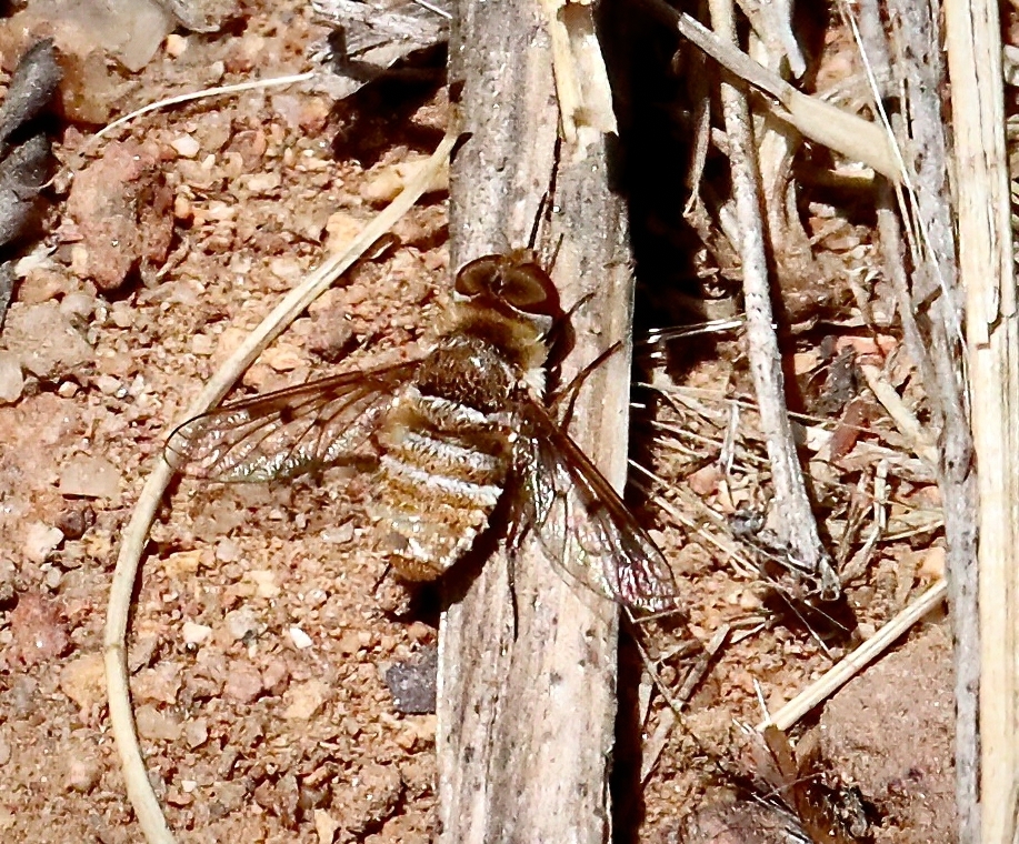 Lepidanthrax lautus