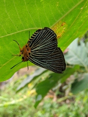Bibasis gomata
