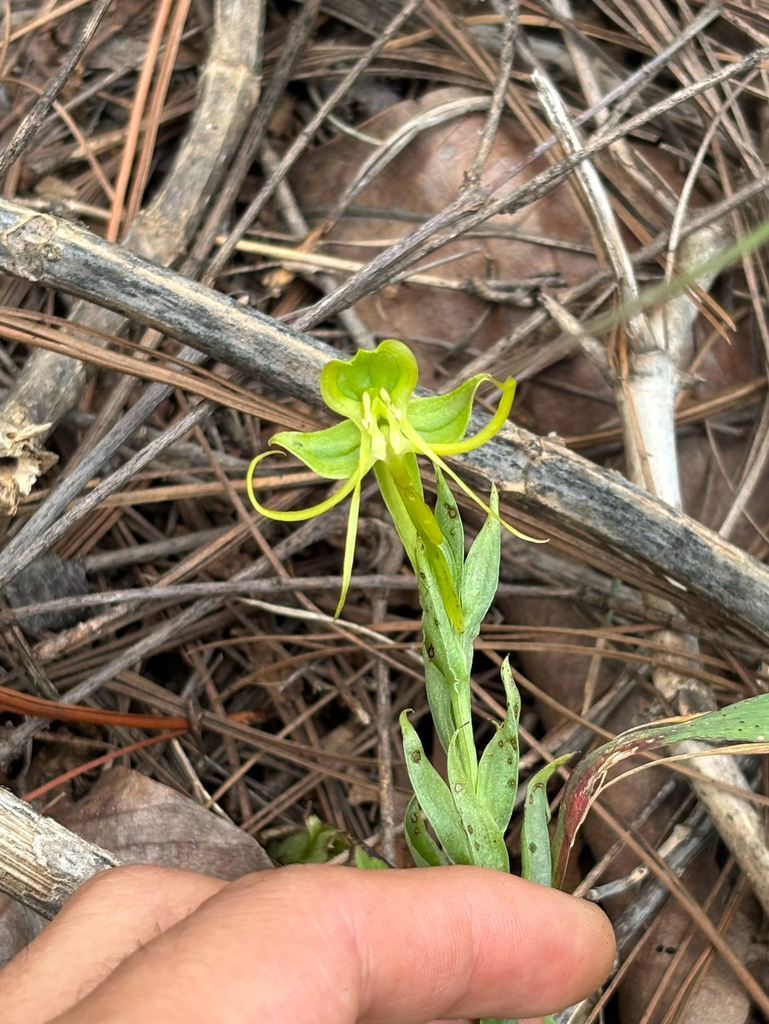 Habenaria jaliscana