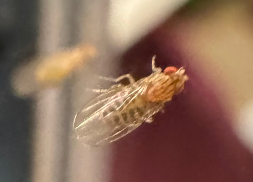 Unknown species found near King County, US-WA, US