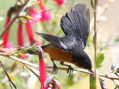 Diglossa brunneiventris