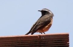 Ochthoeca oenanthoides