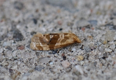 Gynnidomorpha romonana