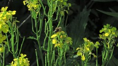 Erysimum odoratum