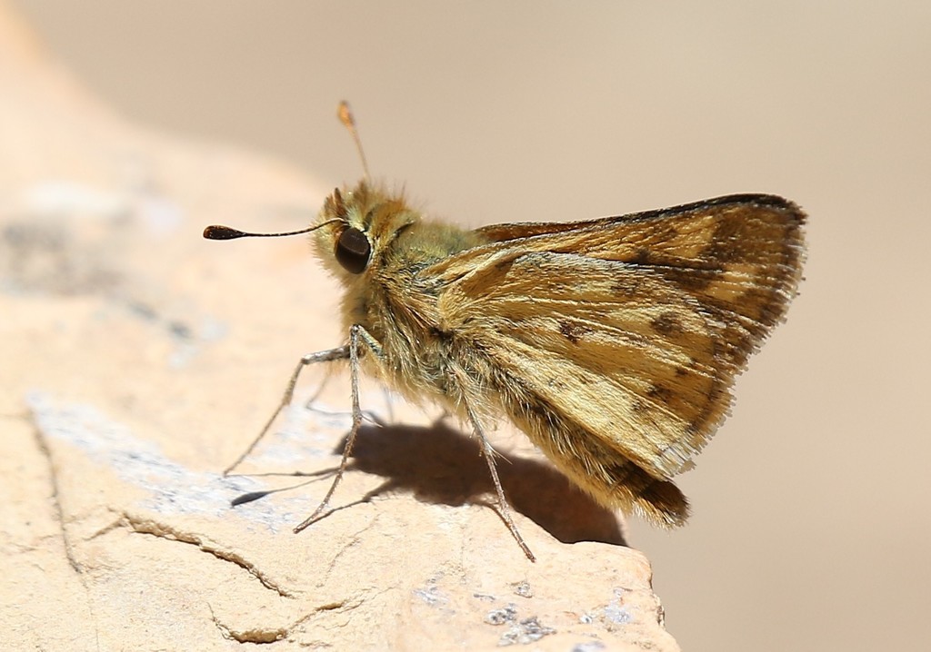 Isonira Skipper