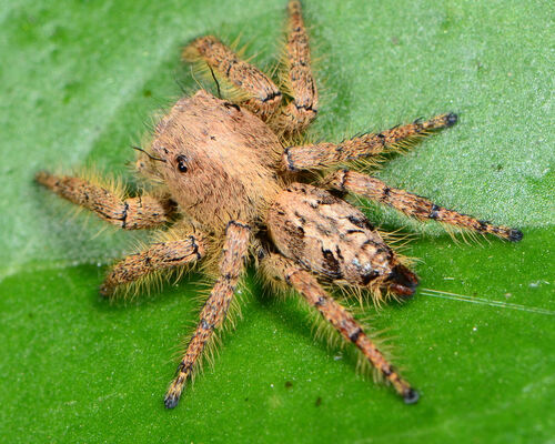 Brown Hyllus Jumping Spider